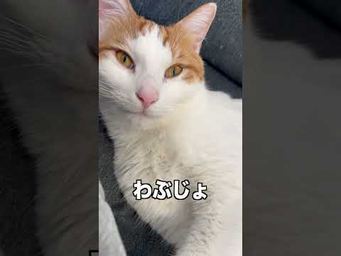 名前呼んだら、ちゃんと返事する猫🐱 #short #cat  #ねこのいる生活 #ねこ動画 #猫 #保護猫 #猫のいる暮らし