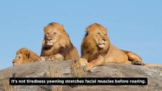 🦁 5 Wild Facts About Lions You Didn’t Know | WildMix