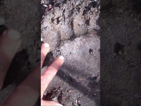 Very Fresh Large Tracks Add To The Excitement of Gold Prospecting