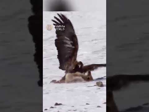 golden eagle vs fox 🦊🦊🦊#shorts #viral #tranding #amazing #knowledge