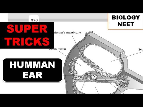 parts of ear Trick 🔥🔥🔥🔥🔥|super Tricks to learn parts of human ear #neet2023 #neettricks #neetbiology