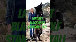 The Largest Black Wolf Standing Tall | A Living Legend #viralshorts #trendingshorts #wolf