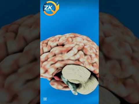 The Stolen Brain of Einstein: A Shocking True Story | ZK Point.