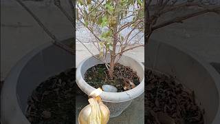 1 नवंबर को देवउठनी एकादशी के दिन यह पाँच काम ज़रूर करे #devuthniekadshi #ekadashivrat#shortsfeed#yt