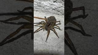 How 127 Spiders Get In Your House 👀😱