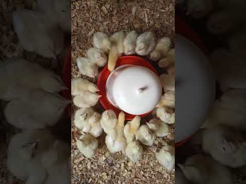One week chicks #poultryfarming #tipsonrearingpoultry #chicks
