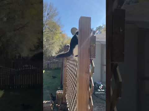 Cat climbs wall *SPEED RUN RECORD* | Gallo Farm #Shorts
