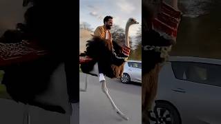 Ostrich faster than car 😳😱 catch the glitch in video