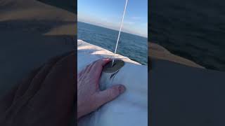 60 second boat survey (Ep15) Sail UV damage.