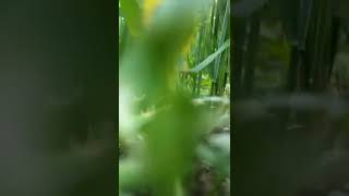 It Gives Nature 's Vibe | Unknown Places #shorts #youtubeshorts #nature