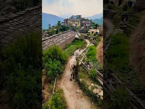 तु ऐ जा औ पहाड़🏔️ बंद यो घर🏡 द्वार लागि र्यांन उजाड़ #uttarakhand #villagevlog #phadiculture #gaou
