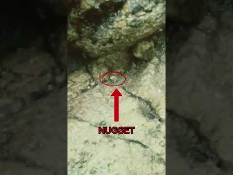 This was a 1.2g nugget in fast water #goldpanning #goldmining #goldprospecting