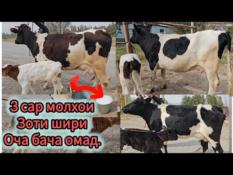 25 ОКТЯБР 3 САР МОЛХОИ ЗОТИ ШИРИ ОЧА БАЧА МОЛХОИ НАГЗ ОМАД МОЛХОИ ХУШРУ ЭЛИТА