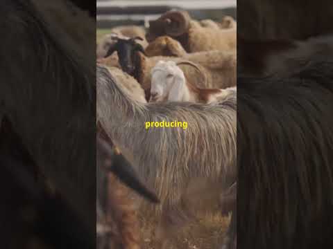 Latest Genetic Discoveries in Animals: Evolutionary Breakthroughs!