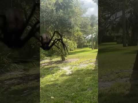 #creature #sighting #jumpscare