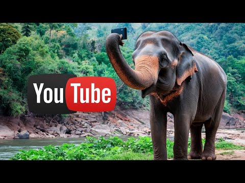सेल्फी वाला हाथी | ELEFANT CLICKS SELFIE