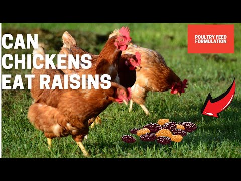 Can Chickens Eat Raisins