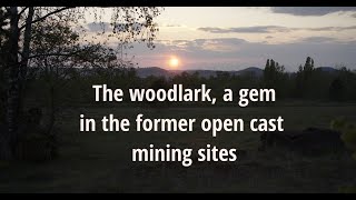The woodlark in the former open-pit mining sites in the Minett Region of Luxembourg