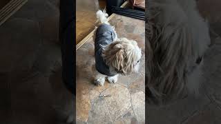 I think the Thundershirt and Bark Colar are helping to keep me calm.