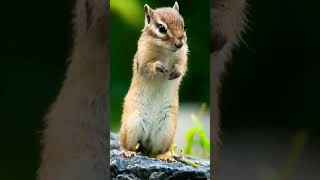 SQUIRREL EXPLORATION IN THE STORY #short #shorts #shortvideo #squirrel #squirrelstory