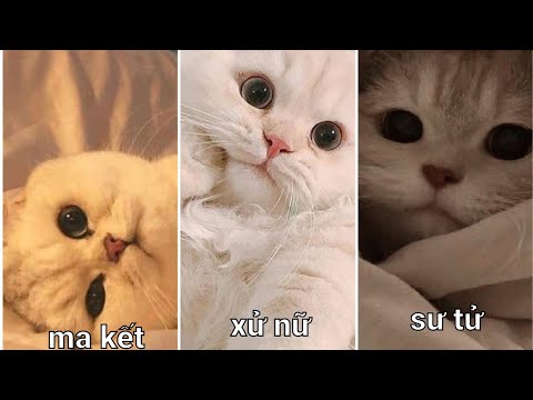 #tiktok #12cunghoangdao