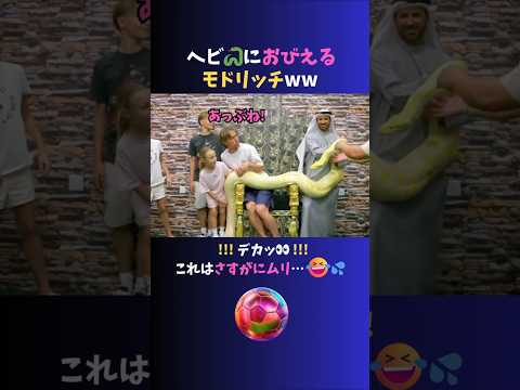 デカすぎるヘビ🐍におびえる #モドリッチ がおもしろいww