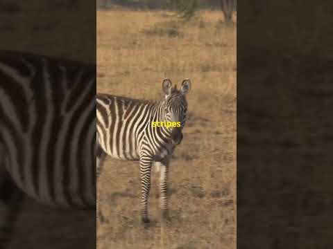 Amazing Facts about Zebra ! #facts #zebra #shortvideo