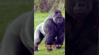 Gigantopithecus: Unlocking the Secrets of the Enormous Prehistoric Ape #apes #ancestors #animals