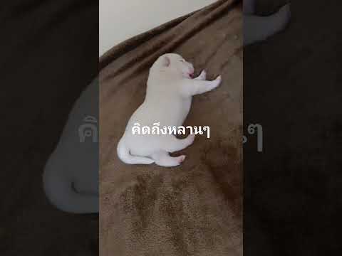 17 พฤษภาคม ค.ศ. 2025