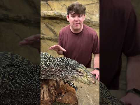 Real Life Giant Tree Dragon *INSANE* #shorts #reptiles #animals #lizard #dinosaur #science