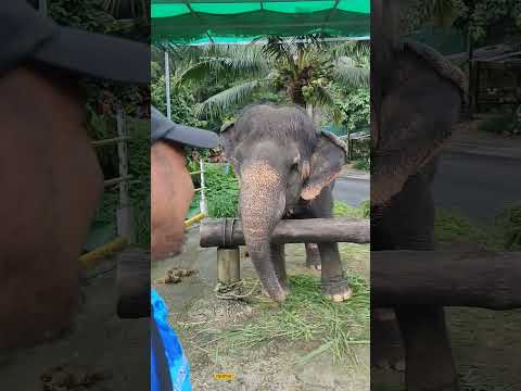 An Elephant picture when we pass by going to the Big Buddha in Chalong, Kata, Phuket Thailand