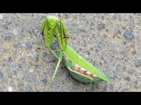 カマキリのポーズ