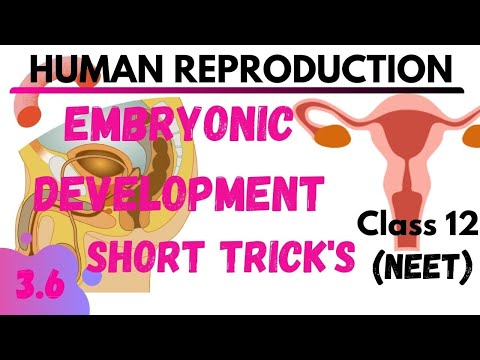 Foetal development during pregnancy | Embryonic development | 6.6 | HUMAN REPRODUCTION | NEET TRICK