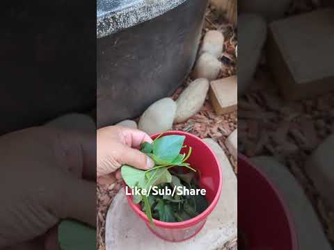 Harvesting some veggies #aquaponicssystem #preparedness