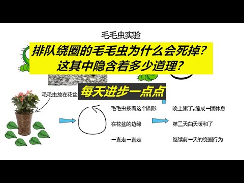 每天进步一点点——为什么排队绕圈的毛毛虫会死掉？这其中的警示在哪