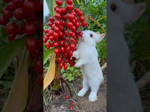 Adorable Baby Bunny Munches on Berries! #cute #rabbit #video #trending #love