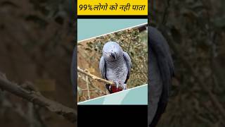Parrots ka kuch गजब के Facts || 😱 देख लो बोहोत काम आयेगा || 😍 #shorts #viral