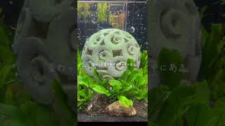 【神奈川・観光】期間限定！ちょっと怪しげな宇宙空間のようなアクアリウム！