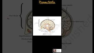 Human Brain #biology #cbseboard #class10 #board2024 #30days60concepts