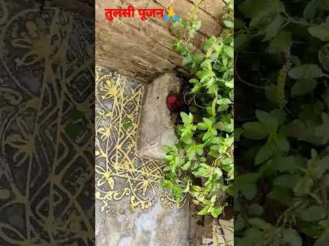 तुलसी पूजन ||tulsi maiya🙏||shorts ||yt shorts || viral youtube shorts