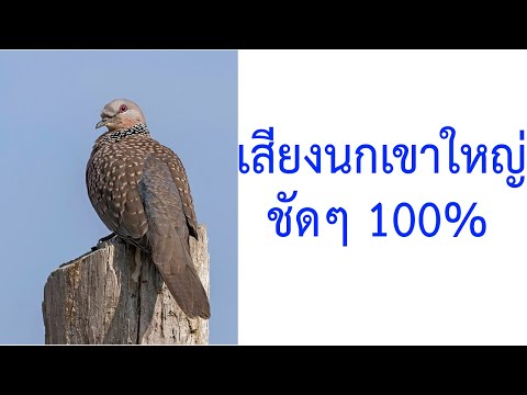 เสียงนกเขาใหญ่หรือนกเขาหลวง Columbidae 2021 ชัด 100%