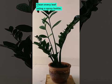 ZZ Plant Rapid care #plantcare #houseplants #viral #plants #shorts #zzplant