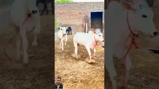 Amazing cow masti.... #cow #gulshanmusic #animals #funny #newsong #shorts #youtubeshorts #trending