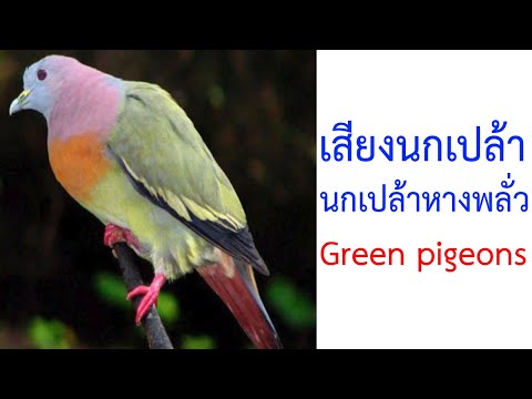 นกเปล้าหรือนกเขาเปล้าหรือนกเป้า Green pigeons 2021