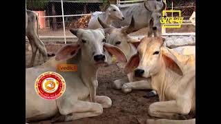 EPISODE #507 Go Gita Mahima Satsang- Shraddhey Gorishi Swami Shri Dattasharananandaji Maharajji, ...