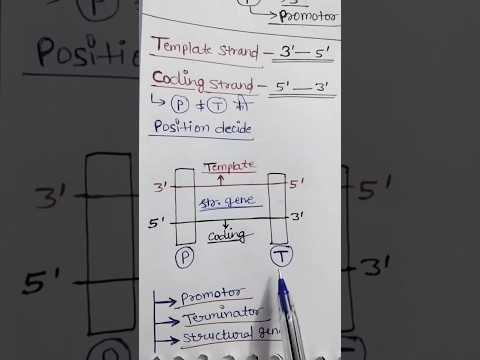 Transcription unit molecular biology part-3 #tricks #ytshort #neettrickstolearn