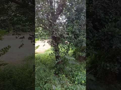 Teri gali main aata sanam @apvideos20 #watsappstatus #love #nature #funny #nature
