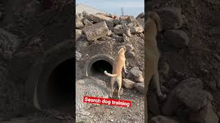 Search and rescue dog training! #searchandrescue #caninerescue #rescueddog #shelterdog