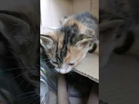 #cute #cat #fledgling #kitten #nestingbirds #kittens #catlover #teddykittens