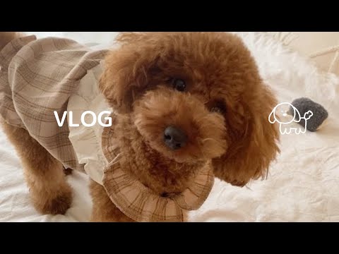 犬のいる暮らしを1日密着してみたら…もふもふに癒されました🐶トイプードルの日常VLOG